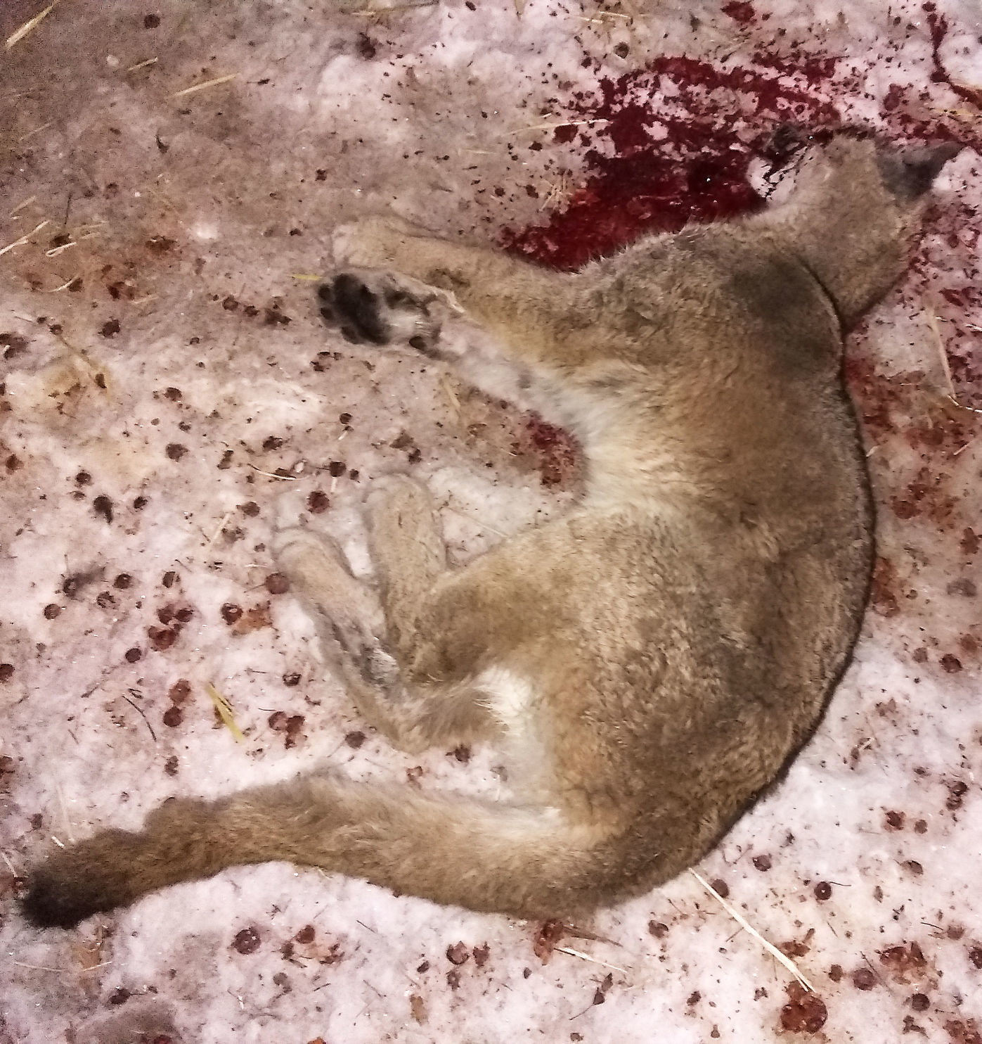 CougarDead.jpg